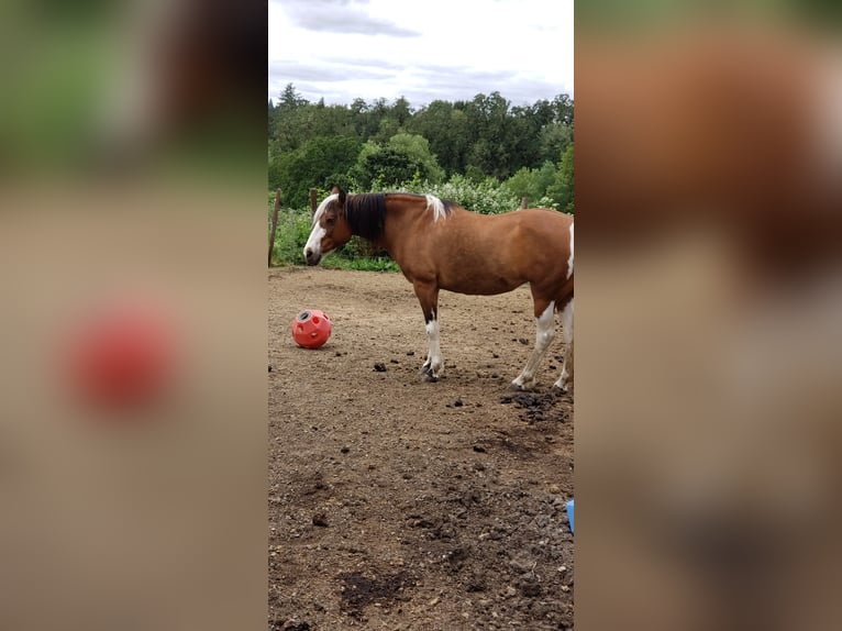 Mustang Jument 15 Ans 152 cm Pinto in Dallas