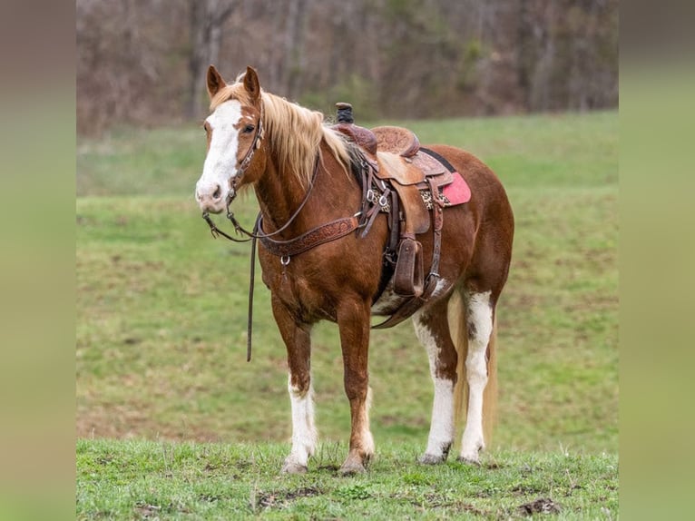 Mustang Jument 15 Ans Alezan brûlé in wallingford KY