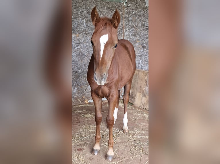 Mustang Jument 1 Année 153 cm Alezan brûlé in Maxsain