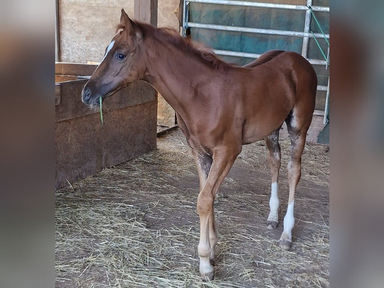 Mustang Jument 1 Année 153 cm Alezan brûlé in Maxsain