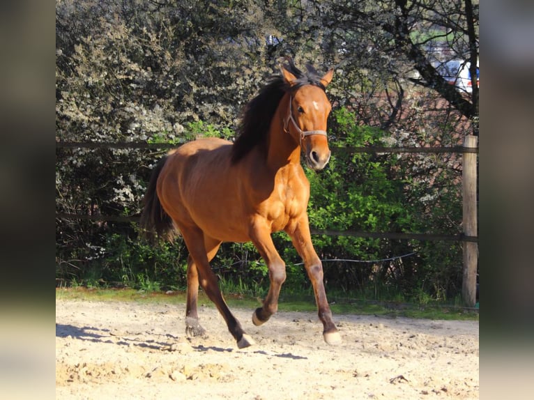 Mustang Jument 1 Année 155 cm Isabelle in Siegen