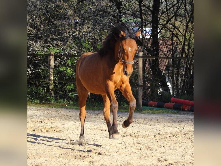 Mustang Jument 1 Année 155 cm Isabelle in Siegen