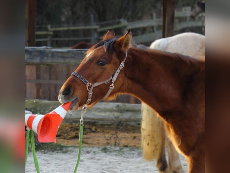 Mustang Jument 1 Année 155 cm Isabelle in Siegen