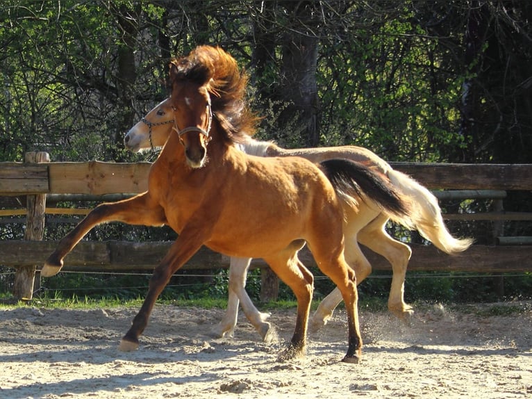 Mustang Jument 1 Année 155 cm Isabelle in Siegen