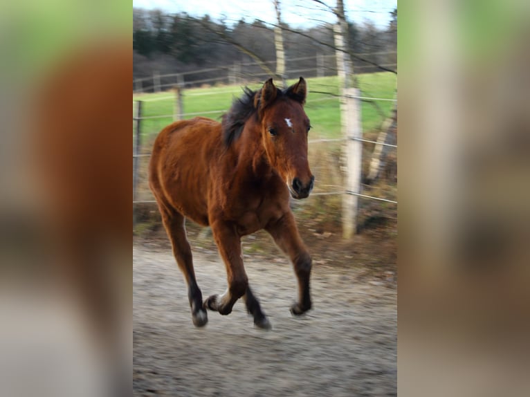 Mustang Jument 1 Année 155 cm Isabelle in Siegen