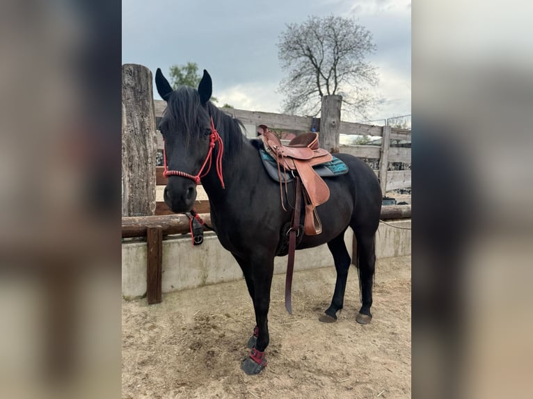 Mustang Jument 2 Ans 155 cm in Kupferzell