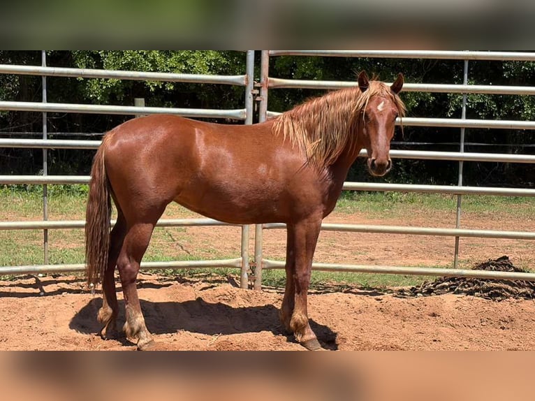 Mustang Jument 2 Ans Alezan in 000