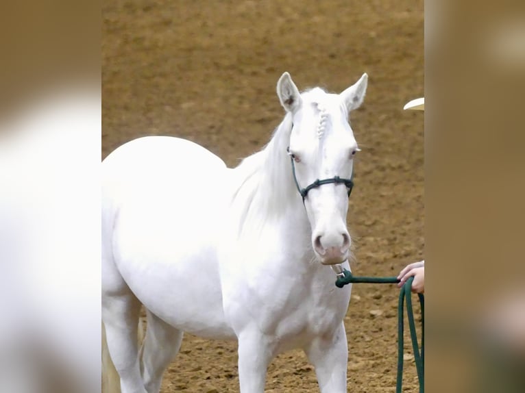 Mustang Jument 3 Ans 140 cm Gris in 00