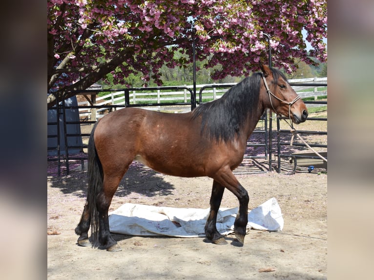 Mustang Jument 4 Ans 142 cm Bai in Morgantown