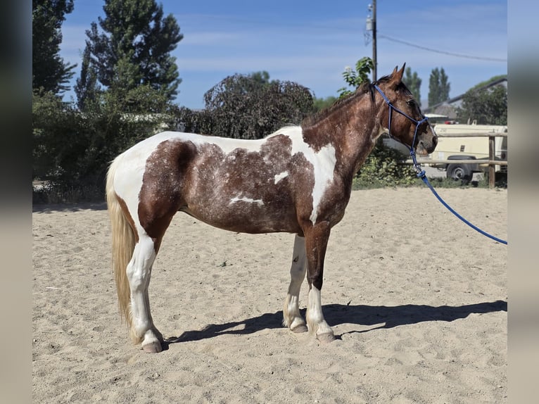 Mustang Jument 4 Ans 143 cm Pinto in 00