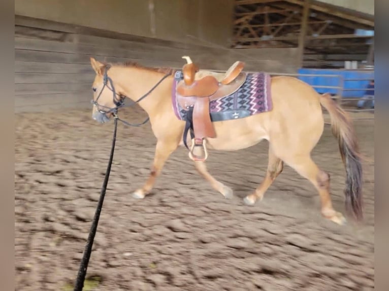 Mustang Jument 4 Ans 152 cm Isabelle in Lebanon, Oregon Mustang Jument 4 Ans 152 cm Isabelle in Lebanon, Oregon