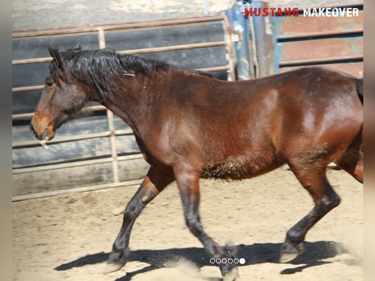 Mustang Jument 4 Ans Bai in Vaals