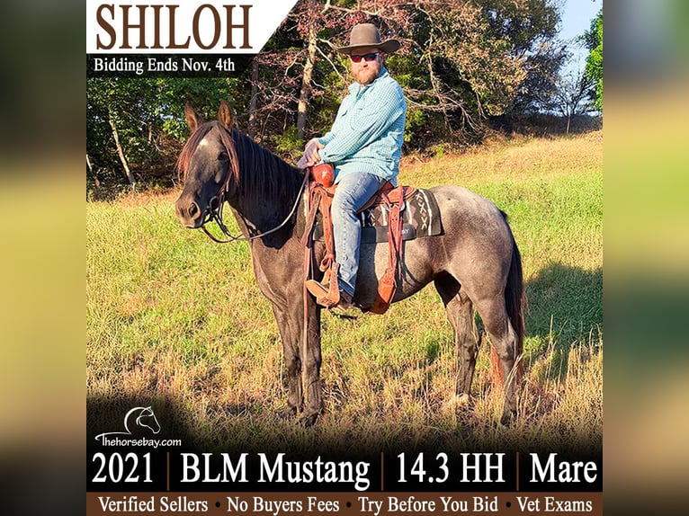 Mustang Jument 5 Ans 150 cm Rouan Bleu in Bonnieville, KY