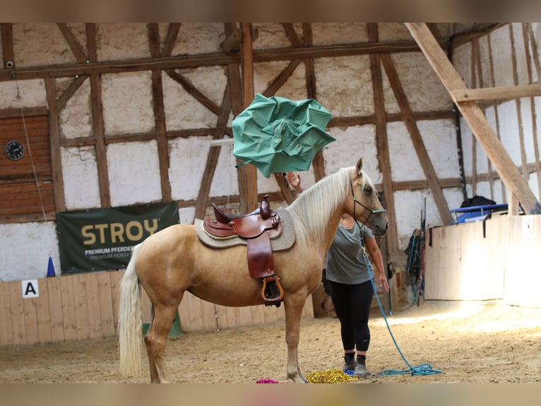 Mustang Jument 6 Ans 145 cm Palomino in Borken