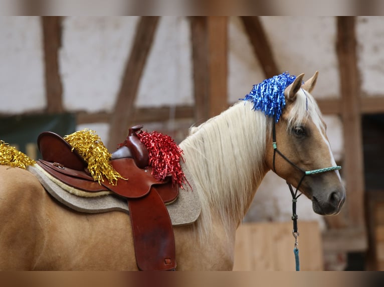Mustang Jument 6 Ans 145 cm Palomino in Borken
