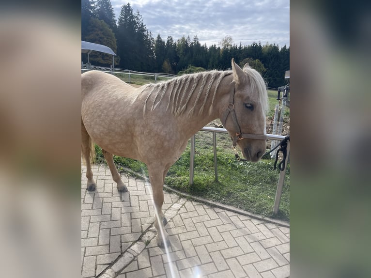 Mustang Jument 6 Ans 147 cm Palomino in Selb