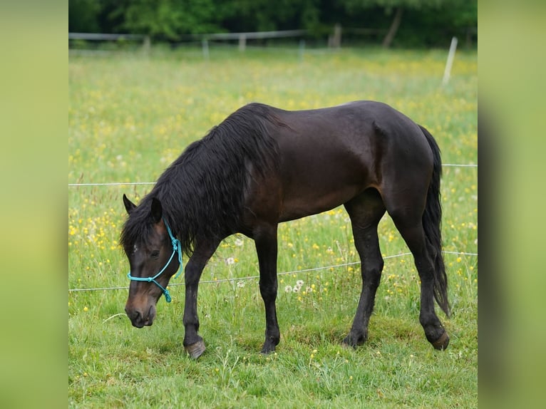 Mustang Jument 6 Ans 153 cm Bai brun in Taunusstein