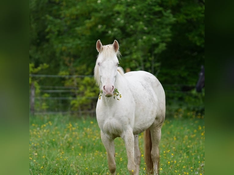 Mustang Jument 6 Ans 153 cm Cremello in Taunusstein