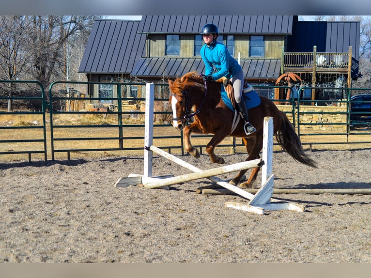 Mustang Jument 7 Ans 142 cm Alezan cuivré in Fort Collins