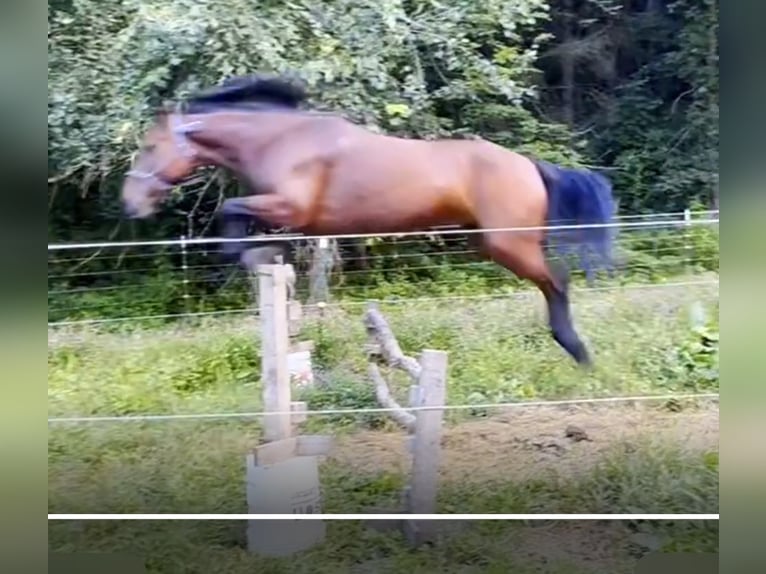 Mustang Jument 8 Ans 142 cm Bai cerise in Viroqua