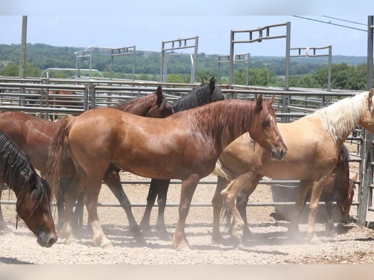 Mustang Jument 8 Ans 145 cm Alezan in Amerika