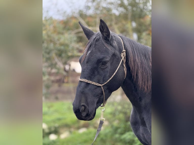 Mustang Jument 9 Ans 145 cm Noir in Aalen