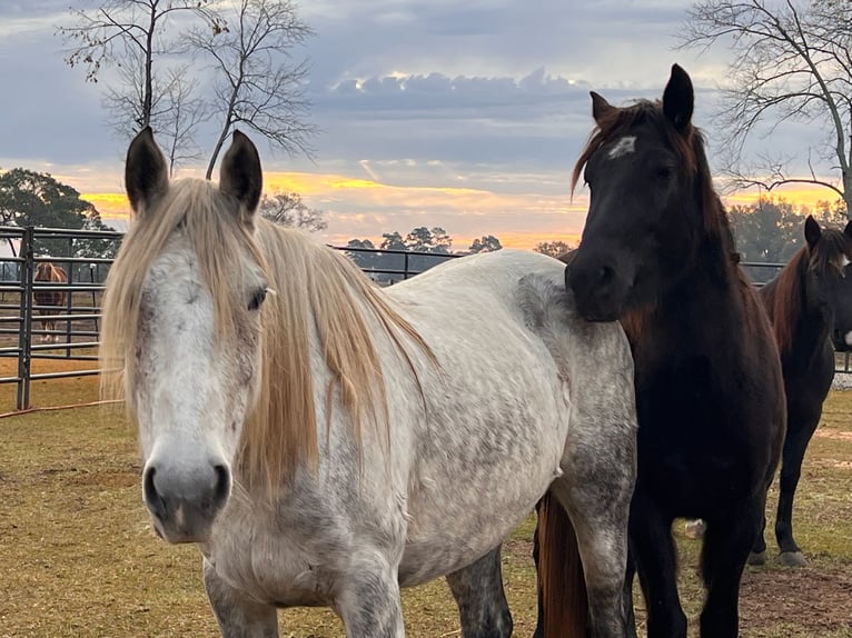 Mustang Jument 9 Ans 146 cm Gris pommelé in Lyons