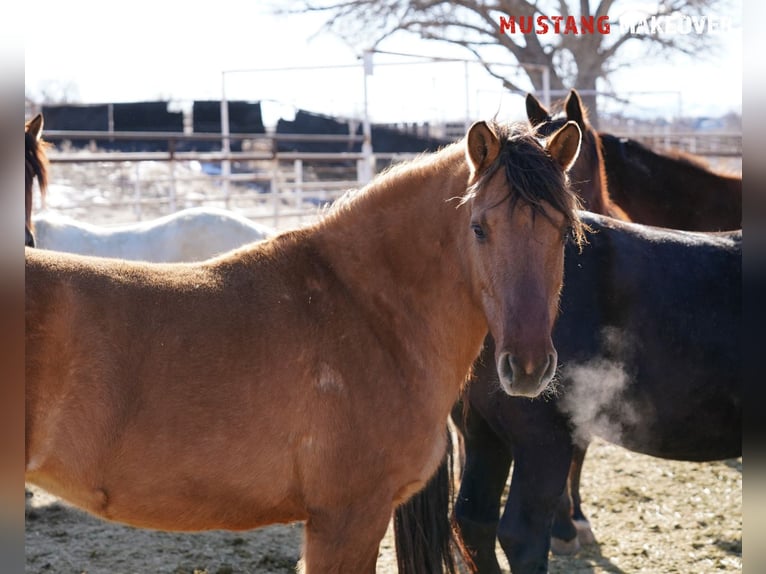 Mustang Jument 9 Ans 149 cm Isabelle in Taunusstein