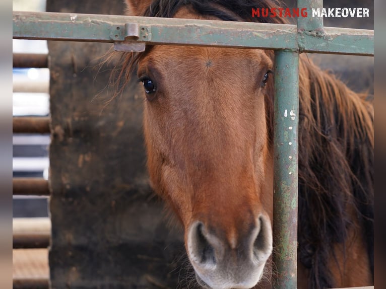 Mustang Jument 9 Ans 149 cm Isabelle in Taunusstein