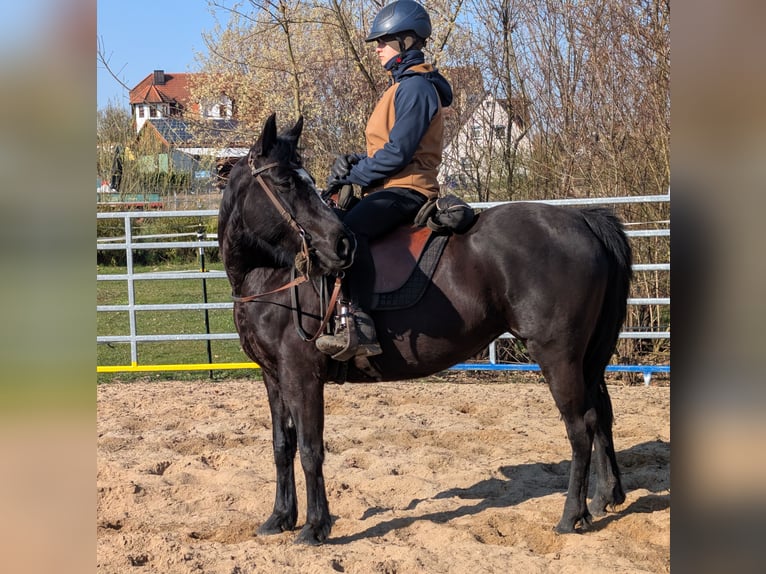 Mustang Croisé Jument 9 Ans 150 cm Noir in Leutenbach