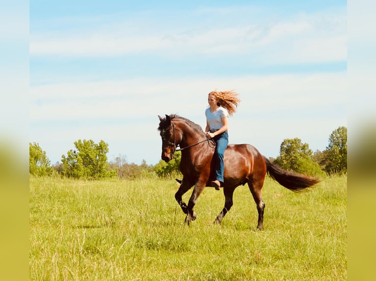 Mustang Jument 9 Ans 152 cm Roan-Bay in Boaz Alabama