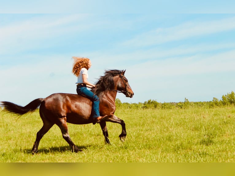 Mustang Jument 9 Ans 152 cm Roan-Bay in Boaz Alabama