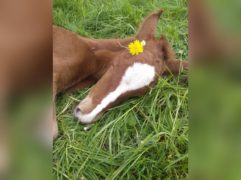 Mustang Croisé Jument Poulain (05/2024) 152 cm Alezan brûlé in Einbeck