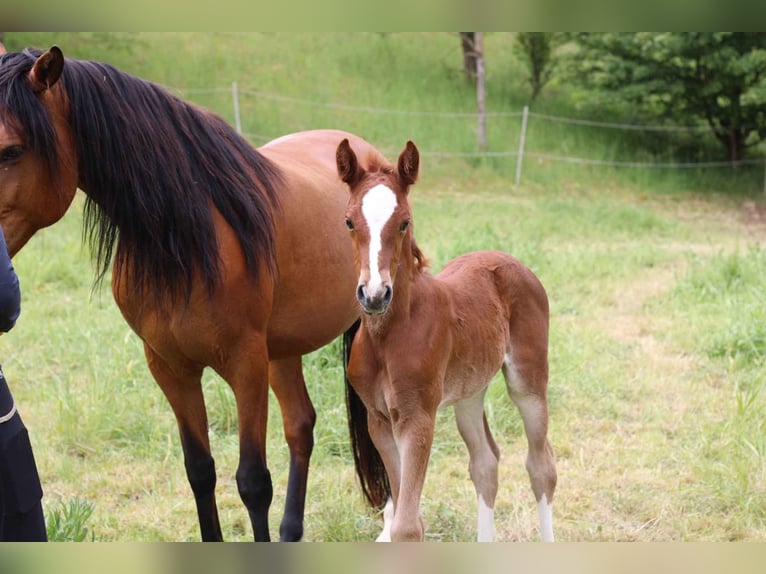 Mustang Croisé Jument Poulain (05/2024) 152 cm Alezan brûlé in Einbeck