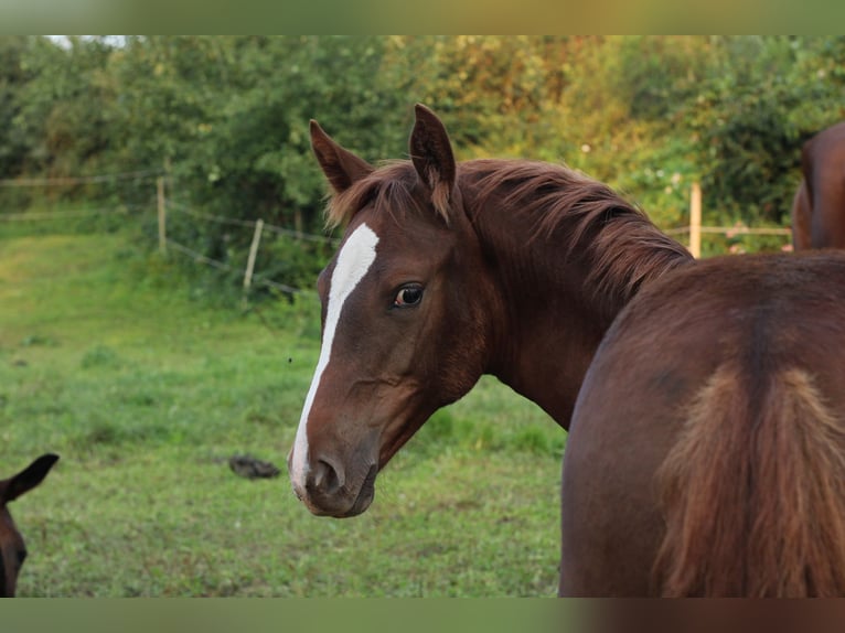 Mustang Croisé Jument Poulain (05/2024) 152 cm Alezan brûlé in Einbeck