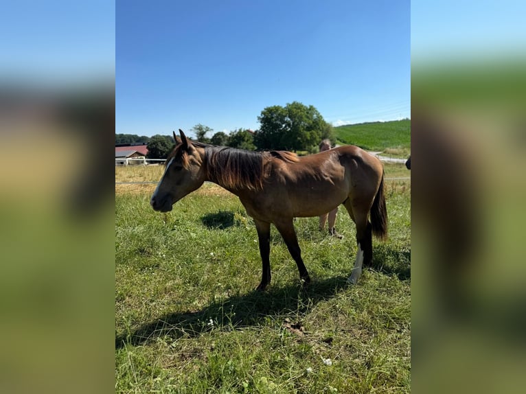 Mustang (kanadisch) Hengst 1 Jahr 150 cm Buckskin in Kupferzell