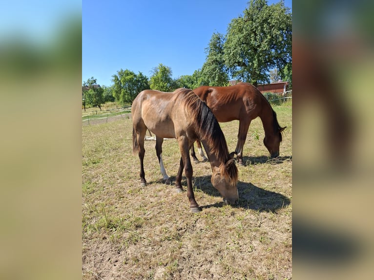Mustang (kanadisch) Hengst 1 Jahr 150 cm Buckskin in Kupferzell