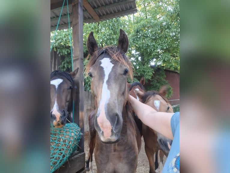 Mustang (kanadisch) Hengst 1 Jahr 150 cm Buckskin in Kupferzell