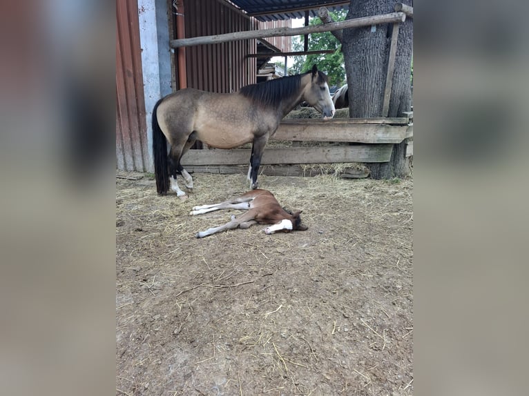 Mustang (kanadisch) Hengst 1 Jahr 150 cm Buckskin in Kupferzell
