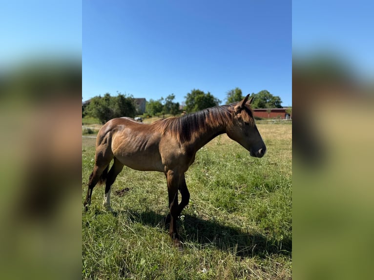Mustang (kanadisch) Hengst 1 Jahr 150 cm Buckskin in Kupferzell