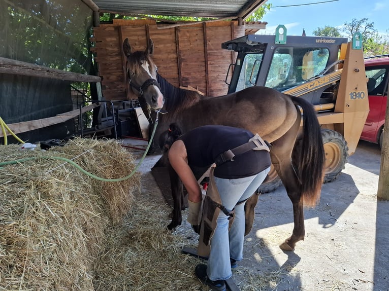Mustang (kanadisch) Hengst 1 Jahr 150 cm Buckskin in Kupferzell