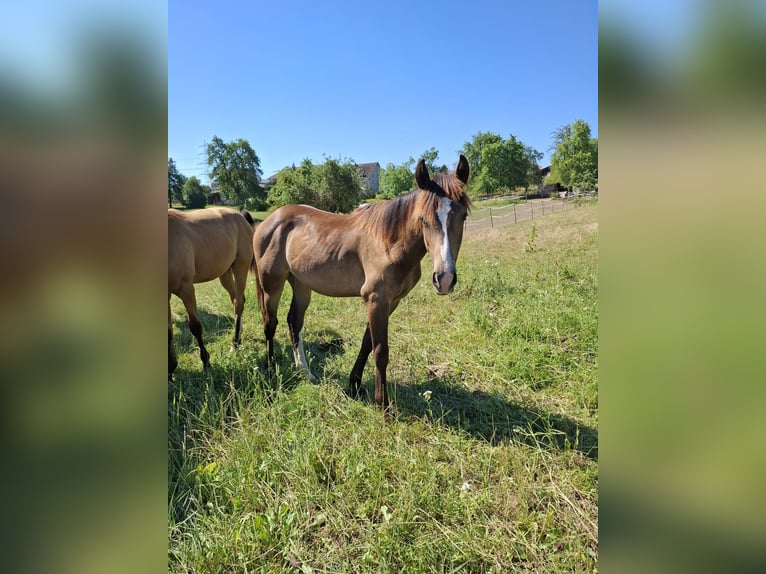 Mustang (kanadisch) Hengst 1 Jahr 150 cm Buckskin in Kupferzell