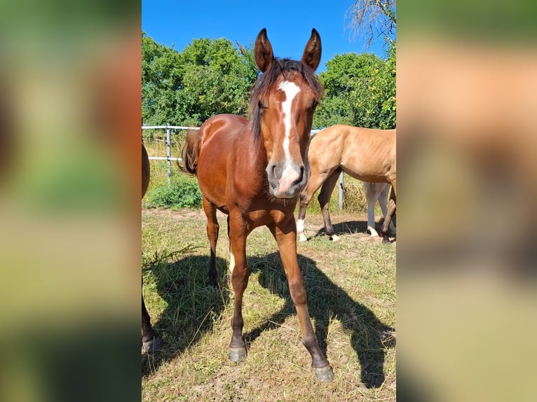 Mustang (kanadisch) Hengst 1 Jahr 154 cm Brauner in Kupferzell