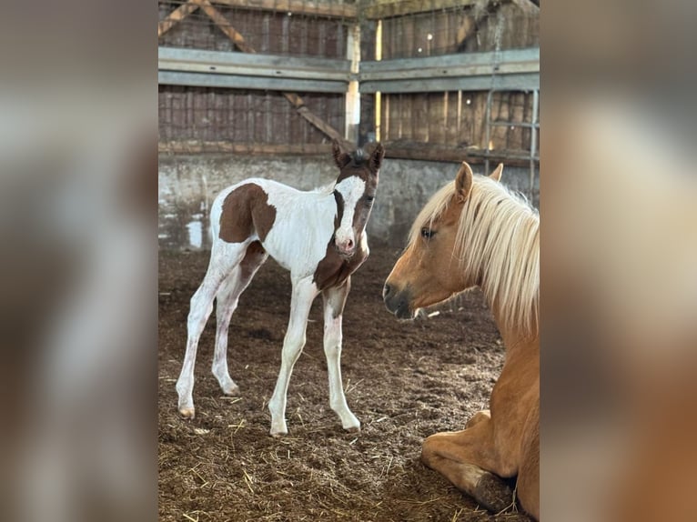 Mustang (kanadisch) Hengst 1 Jahr 154 cm Tobiano-alle-Farben in Kupferzell