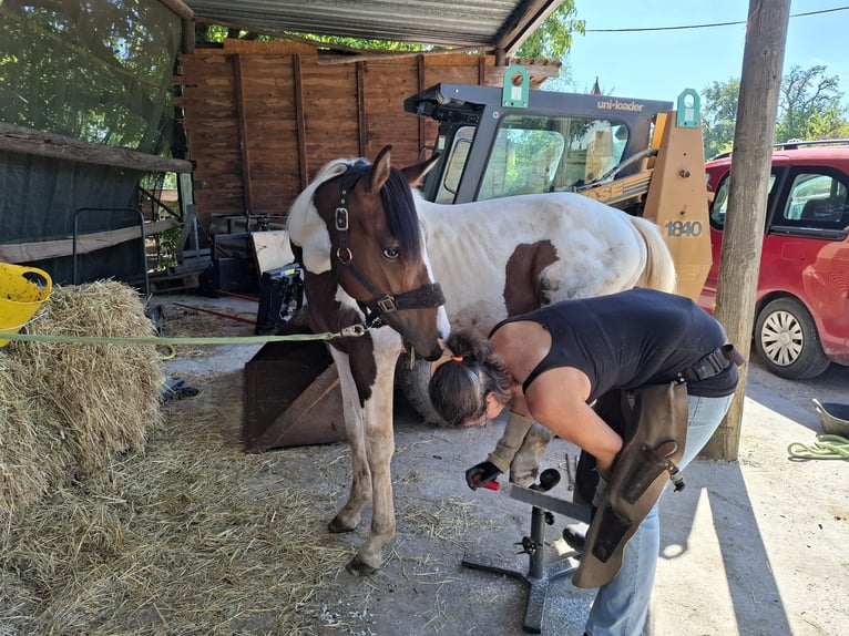 Mustang (kanadisch) Hengst 1 Jahr 154 cm Tobiano-alle-Farben in Kupferzell