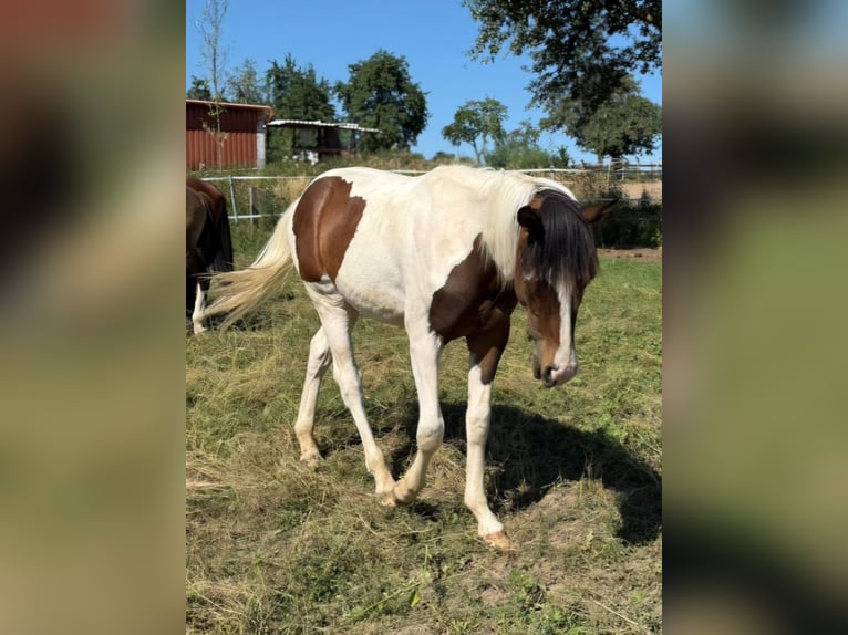 Mustang (kanadisch) Hengst 1 Jahr 154 cm Tobiano-alle-Farben in Kupferzell