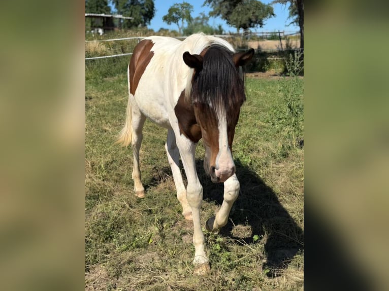 Mustang (kanadisch) Hengst 1 Jahr 154 cm Tobiano-alle-Farben in Kupferzell