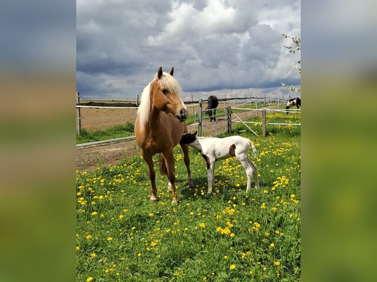 Mustang (kanadisch) Hengst 1 Jahr 154 cm Tobiano-alle-Farben in Kupferzell