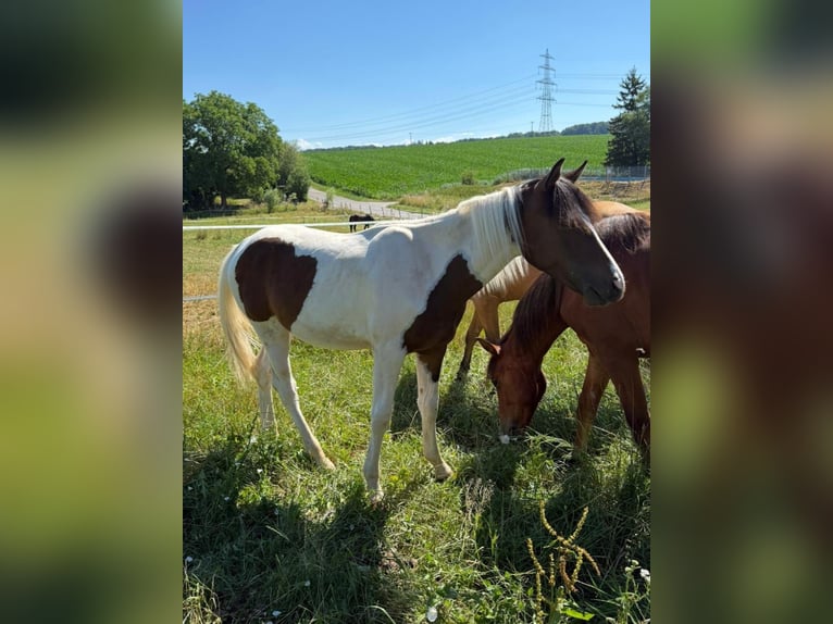 Mustang (kanadisch) Hengst 1 Jahr 154 cm Tobiano-alle-Farben in Kupferzell