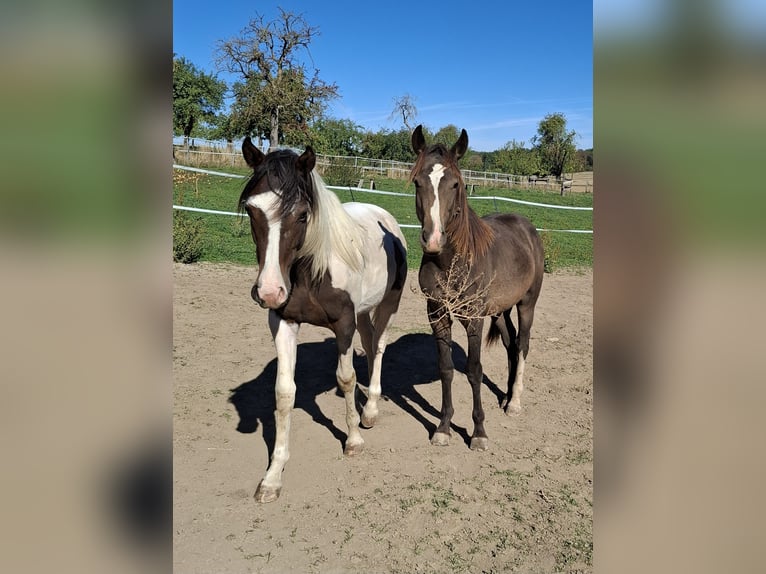 Mustang (kanadisch) Hengst 1 Jahr 154 cm Tobiano-alle-Farben in Kupferzell